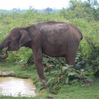 Elephas